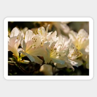White Azalea Flowers Sticker